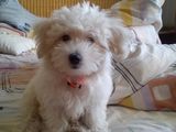 Vand BICHON MALTESE mini