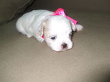 Vand bichon maltez