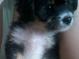 Vand bichon maltez