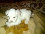 Vand Bichon maltez (4 catei).Rasa pura,pret rezonabil!