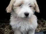 vand bichon maltez 4 luni