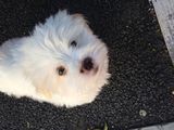 vand bichon maltez