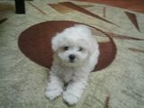 vand BICHON maltez