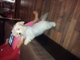vand bichon maltez femela 5 luni