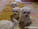 VAND BICHON URGENT