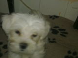 Vand Bichone Maltez Toy