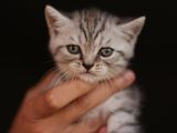 Vand British Shorthair Bucuresti