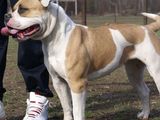 Vand BULDOG AMERICAN!