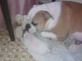 vand bulldog american