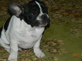 Vand Bulldog francez