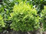 Vand Buxus,