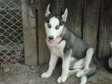 Vand caine HUSKY
