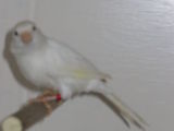 VAND CANARI DE RASA