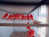 Vand canari rosii