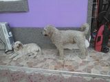 vand caniche