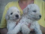 Vand caniche