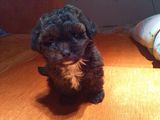 Vand Caniche Pitic