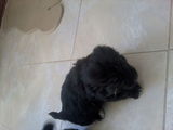 vand catei bichon 8 saptamani
