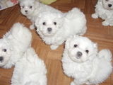 VAND CATEI BICHON TALIA CEA MAI  MICA, SHIH-TZU, CANICHE SI PECHINESE IMPERIAL