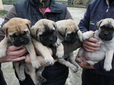 vand catei bullmastiff