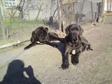 Vand catei Cane Corso