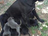 Vand catei cane corso