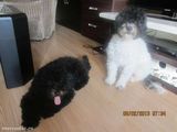 vand catei caniche