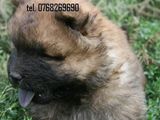 . Vand catei chow chow . tel. 0768269690.