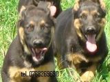Vand catei ciobanesc german pt Paza si Protectie .tel. 0768269690..