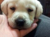 Vand Catei de Labrador Retriver
