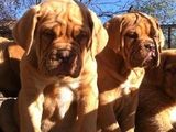 Vand catei dog de bordeaux