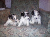 Vand catei fox terrier