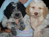 vand catei lagotto romagnolo