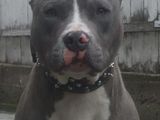 Vand catei pitbull blue