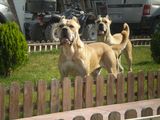 Vand catei PRESA CANARIO