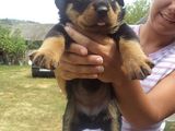 vand catei rottweiler