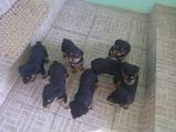 vand catei rottweiler