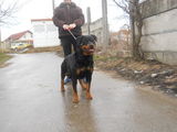 VAND CATEI ROTTWEILER DIN PARINTI CU PEDIGREE