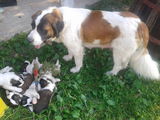 Vand catei Saint Bernard