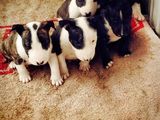 VAND CATEII BULL TERRIER