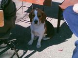 vand  catel beagle