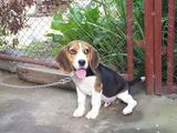 vand catel beagle