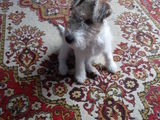 Vand catel catelusi mascul Fox Terrier