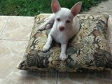 vand catel chihuahua