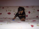 vand catel rottweiler