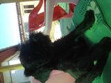 Vand catel schnauzer pitic