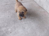 vand catel shar-pei