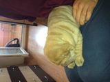 Vand catel shar-pei