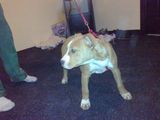 Vand catelusa amstaff!!