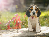 Vand catelusa beagle tricolora
